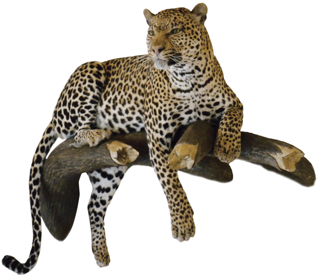 Taxidermy, wildlife taxidermy, Lancaster Forms, wild animal taxidermy, wild animal art, leopard, big cat, big cat taxidermy, contact page