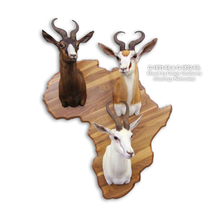 wild goat taxidermy, taxidermy, shoulder mount, shoulder mount taxidermy, antelope taxidermy, wildlife taxidermy